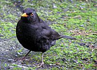 Archivo:Male blackbird