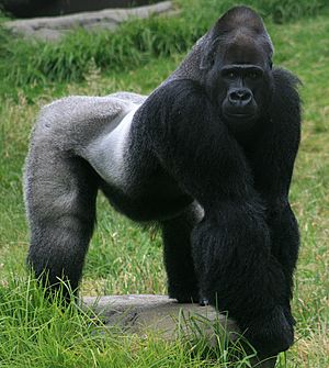 Archivo:Male gorilla in SF zoo