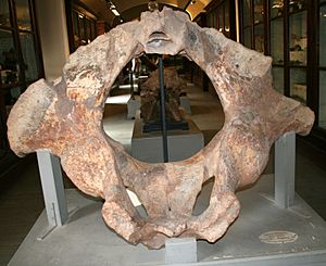 Archivo:Mammuthus meridionalis Montevarchi 04