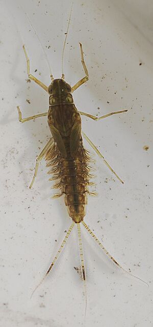 Archivo:Mayfly nymph dorsal view wing buds paired gills