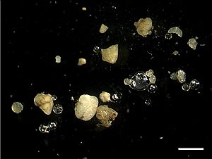 Archivo:Microplastics in sediment from the Rhine