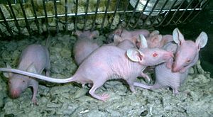 Archivo:Naked lab rats