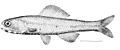Notoscopelus kroyeri