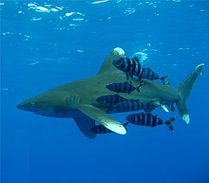 Archivo:Oceanic Whitetip Shark
