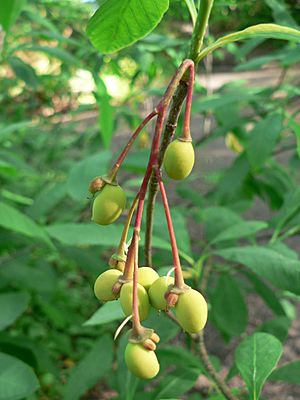 Archivo:Oemleria cerasiformis 05636