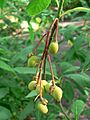 Oemleria cerasiformis 05636