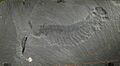 Opabinia smithsonian