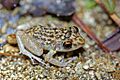 Oriente Mottled Frog (Eleutherodactylus simulans) (8571332655)