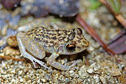 Oriente Mottled Frog (Eleutherodactylus simulans) (8571332655).jpg