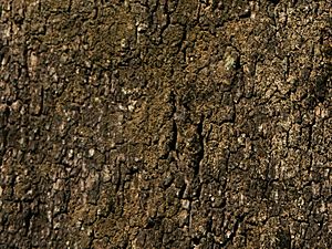 Archivo:Parinari curatellifolia (bark)