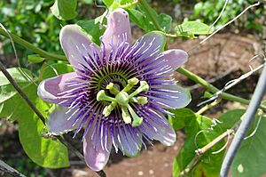 Archivo:Passion Flower Bermuda 2