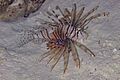 Pez fuego diablo (Pterois miles), mar Rojo, Egipto, 2023-04-18, DD 161