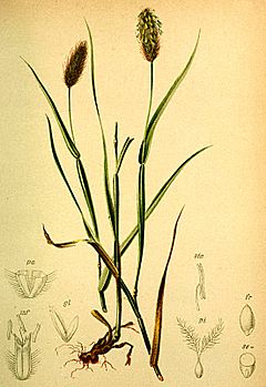 Archivo:Phleum alpinum Atlas Alpenflora