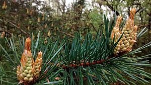 Archivo:Pinus sylvestris conos masculinos