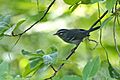 Plumbeous Warbler (Dendroica plumbea)