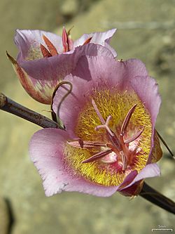 Archivo:Plummers Mariposa Lily (4752805920)
