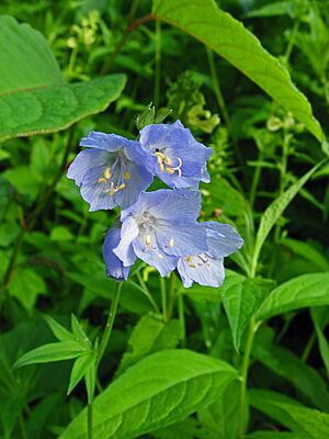 Archivo:Polemonium caeruleum var. nipponicum 01