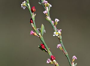 Archivo:Polygonum equisetiforme - Urganotu