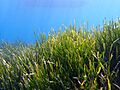 Posidonia oceanica (L)