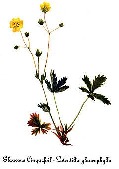 Archivo:Potentilla diversifolia, by Mary Vaux Walcott