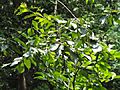 Prunus cerasoides var. rubea - Kunming Botanical Garden - DSC02978
