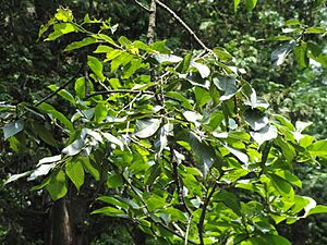 Archivo:Prunus cerasoides var. rubea - Kunming Botanical Garden - DSC02978