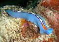 Pseudoceros bifurcus - Blue Pseudoceros Flatworm