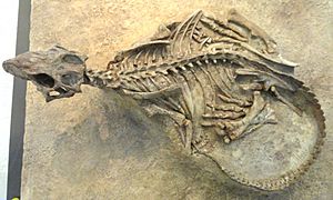 Archivo:Psittacosaurus mongoliensis - AMNH - DSC06312