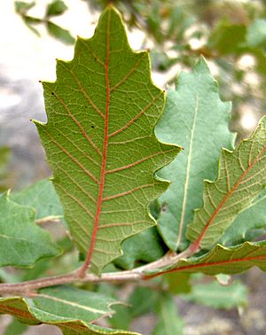 Archivo:Quercus turbinella leaves 2