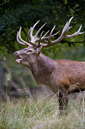 Archivo:Red deer stag 2009 denmark