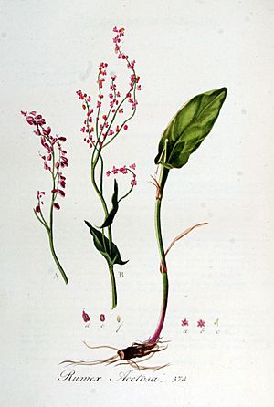 Archivo:Rumex acetosa — Flora Batava — Volume v5