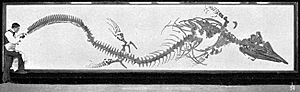 Archivo:Sharp osborn tylosaurus