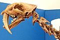 Smilodon fatalis saber-toothed tiger (Upper Pleistocene; California, USA) 2 (15443460925)