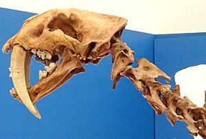 Archivo:Smilodon fatalis saber-toothed tiger (Upper Pleistocene; California, USA) 2 (15443460925)