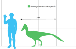 Archivo:Stenonychosaurus-scale