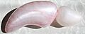 Swim bladder (Abramis brama) (leszcz)