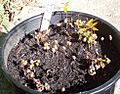 Syzygium francisii germinating