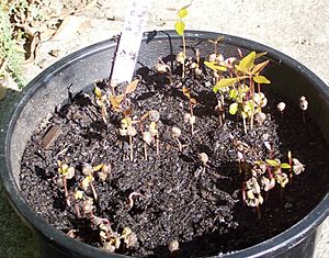 Archivo:Syzygium francisii germinating
