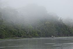 Tamshiyacu Tahuayo Regional Conservation Area Iquitos Amazon Rainforest Peru.jpg