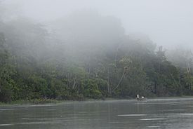 Selva amazónica del Área de conservación regional comunal Tamshiyacu-Tahuayo cerca a Iquitos, Perú. La humedad y la temperatura suelen ser altas durante la mayor parte del año en los climas tropicales.