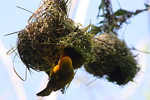 Archivo:Taveta Golden-weaver nest