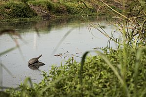 Archivo:Tortugas en la Reserva Natural Integral y Mixta Laguna de Rocha, Esteban Echeverría - Provincia de Buenos Aires