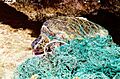 Turtle entangled in marine debris (ghost net)
