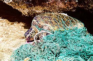 Archivo:Turtle entangled in marine debris (ghost net)