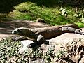 Varanus komodoensis1