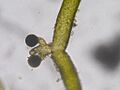 Vaucheria sp sexial reproductive organ02