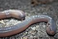 Very Large Earthworm (Amynthas aspergillum 參狀遠環蚓 or Amynthas robustus 壯偉遠環蚓?) (6049015615)