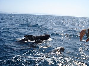 Archivo:WhaleWartching Finwale