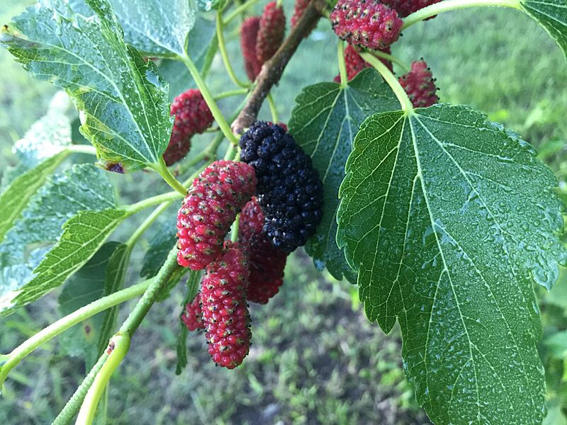 Wild mulberry