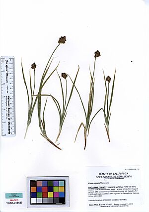 Archivo:YOSE219557 Carex abrupta (5532248679)